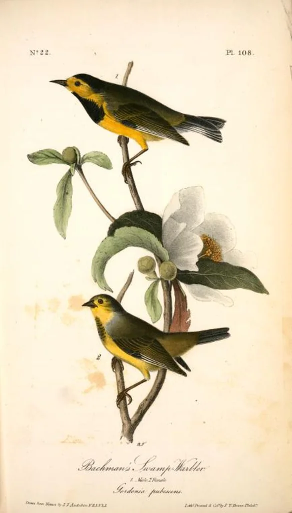 An illustration from The birds of America, from drawings made in the United States and their territories. By John James Audubon, 1840, leaf 109