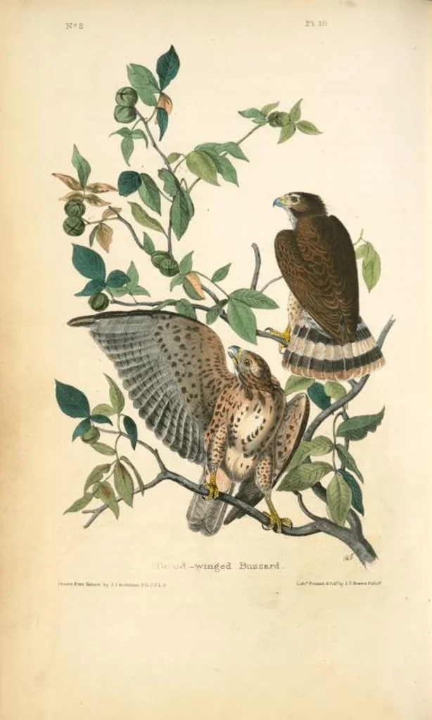 An illustration from The birds of America, from drawings made in the United States and their territories. By John James Audubon, 1840, leaf 11