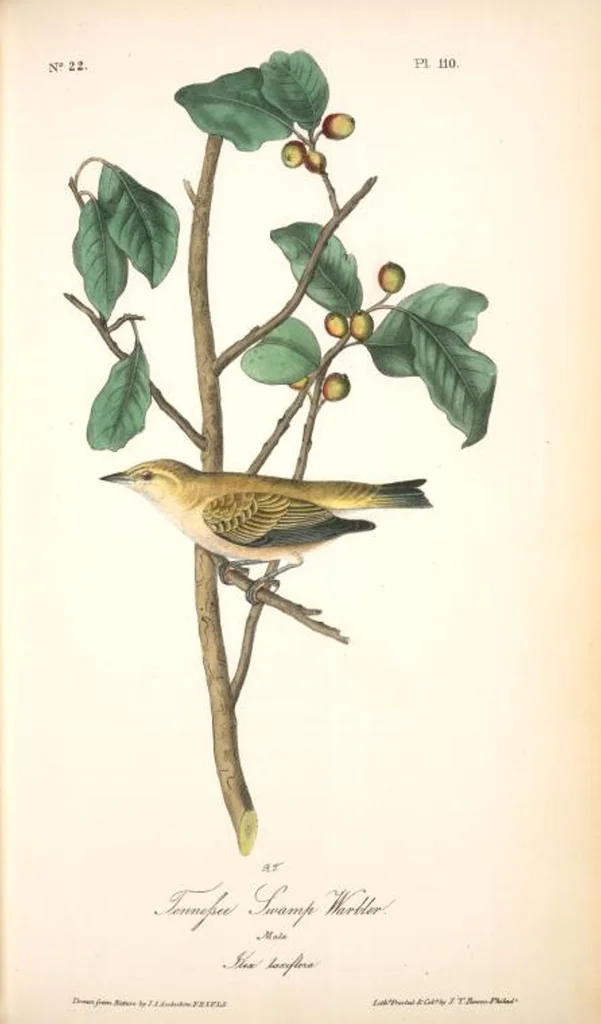 An illustration from The birds of America, from drawings made in the United States and their territories. By John James Audubon, 1840, leaf 111