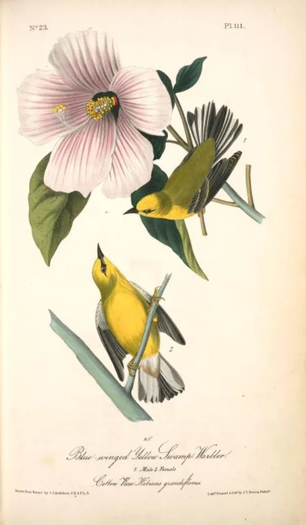 An illustration from The birds of America, from drawings made in the United States and their territories. By John James Audubon, 1840, leaf 112