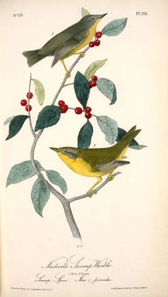 An illustration from The birds of America, from drawings made in the United States and their territories. By John James Audubon, 1840, leaf 114