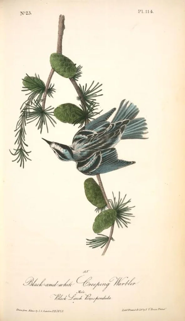 An illustration from The birds of America, from drawings made in the United States and their territories. By John James Audubon, 1840, leaf 115