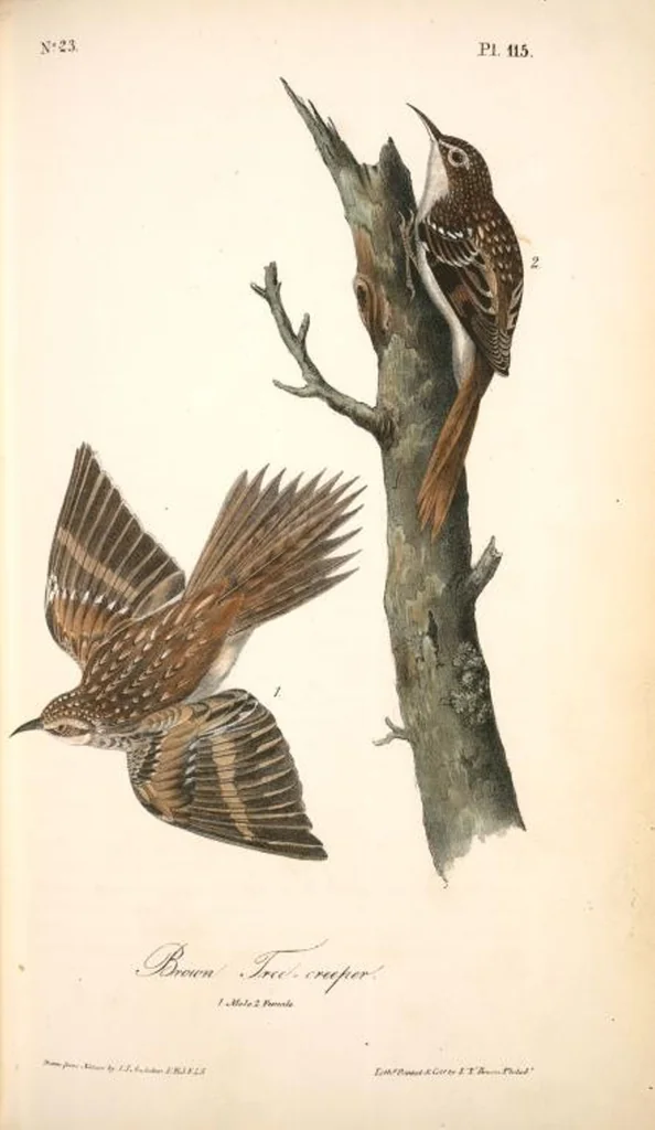 An illustration from The birds of America, from drawings made in the United States and their territories. By John James Audubon, 1840, leaf 116