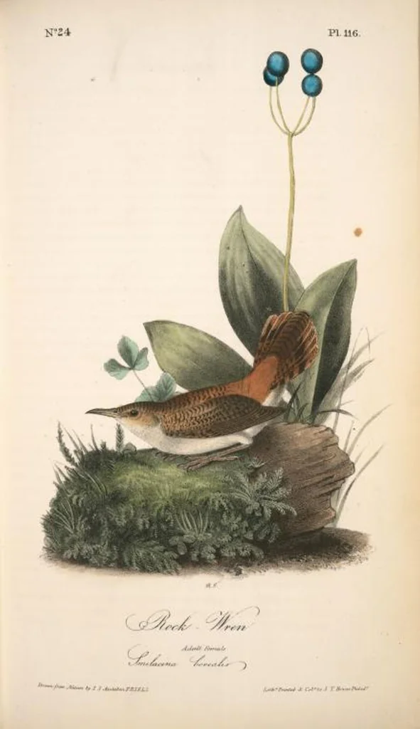 An illustration from The birds of America, from drawings made in the United States and their territories. By John James Audubon, 1840, leaf 117