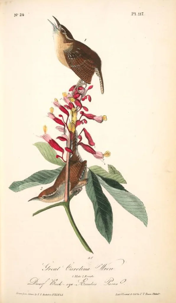 An illustration from The birds of America, from drawings made in the United States and their territories. By John James Audubon, 1840, leaf 118
