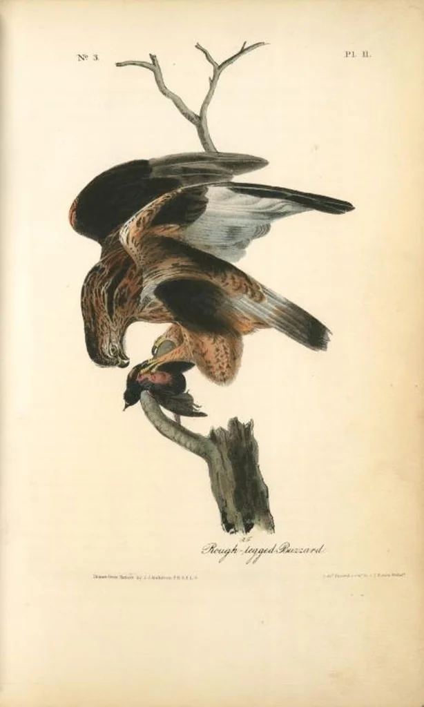An illustration from The birds of America, from drawings made in the United States and their territories. By John James Audubon, 1840, leaf 12