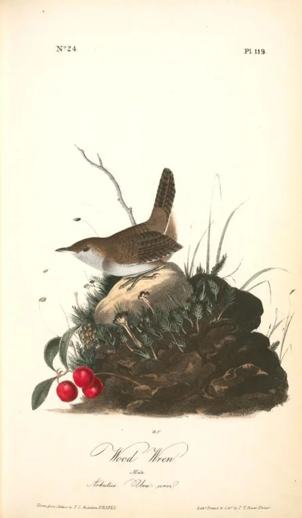 An illustration from The birds of America, from drawings made in the United States and their territories. By John James Audubon, 1840, leaf 120