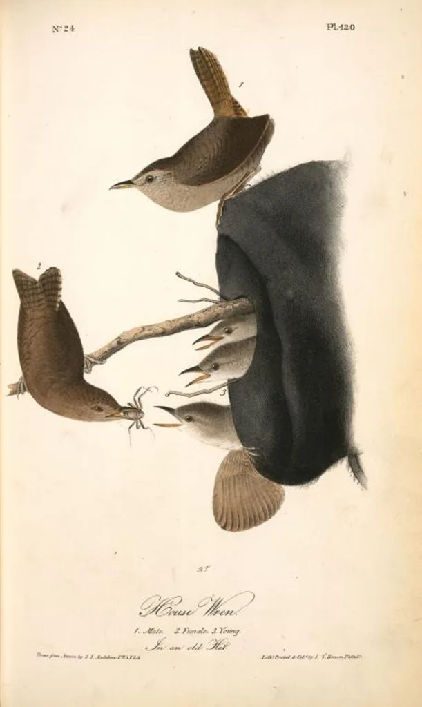 An illustration from The birds of America, from drawings made in the United States and their territories. By John James Audubon, 1840, leaf 121