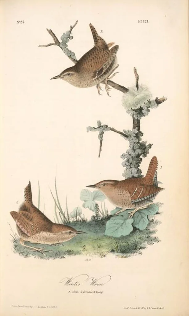 An illustration from The birds of America, from drawings made in the United States and their territories. By John James Audubon, 1840, leaf 122