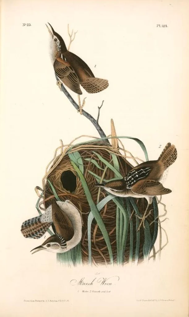 An illustration from The birds of America, from drawings made in the United States and their territories. By John James Audubon, 1840, leaf 124