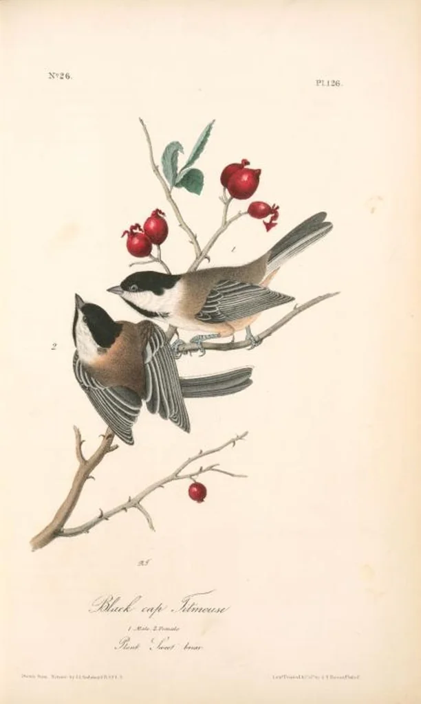An illustration from The birds of America, from drawings made in the United States and their territories. By John James Audubon, 1840, leaf 127