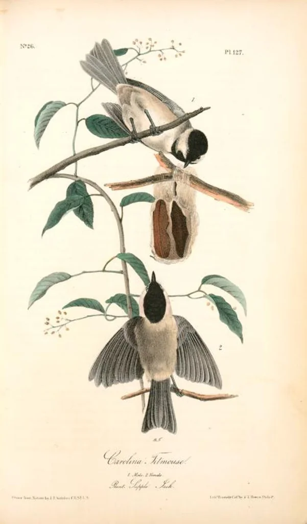 An illustration from The birds of America, from drawings made in the United States and their territories. By John James Audubon, 1840, leaf 128