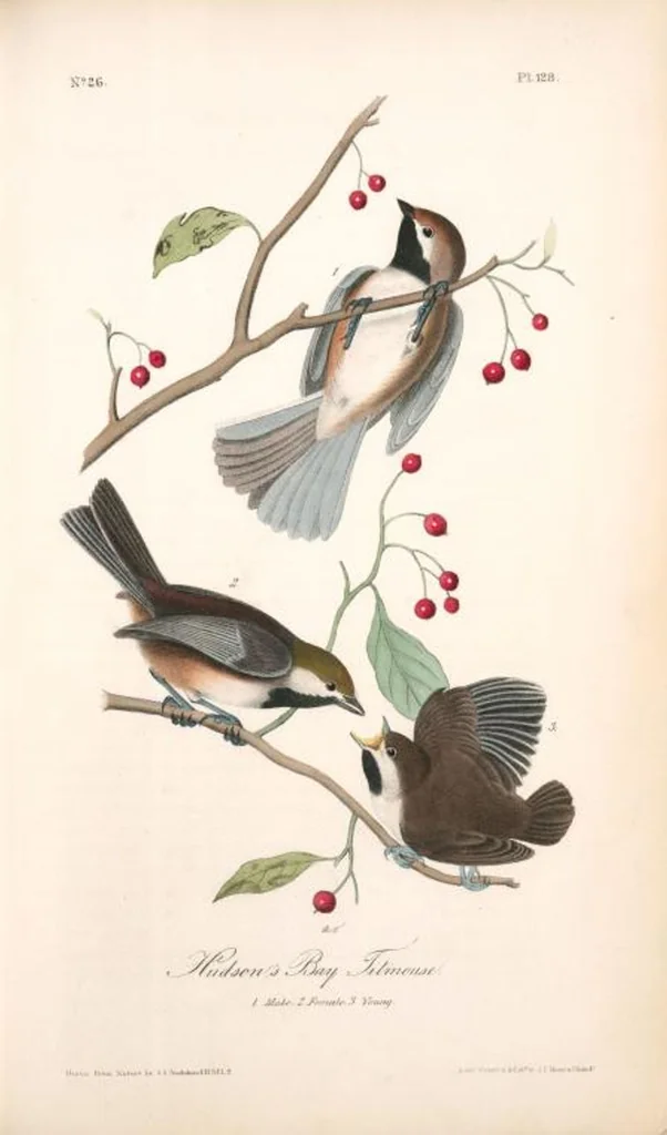 An illustration from The birds of America, from drawings made in the United States and their territories. By John James Audubon, 1840, leaf 129