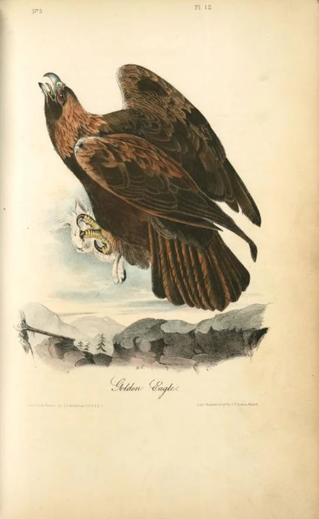 An illustration from The birds of America, from drawings made in the United States and their territories. By John James Audubon, 1840, leaf 13