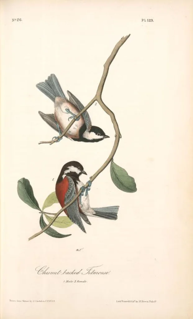 An illustration from The birds of America, from drawings made in the United States and their territories. By John James Audubon, 1840, leaf 130