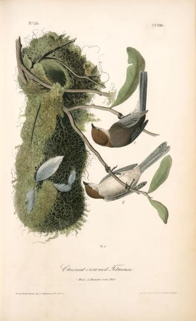 An illustration from The birds of America, from drawings made in the United States and their territories. By John James Audubon, 1840, leaf 131