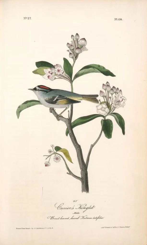 An illustration from The birds of America, from drawings made in the United States and their territories. By John James Audubon, 1840, leaf 132