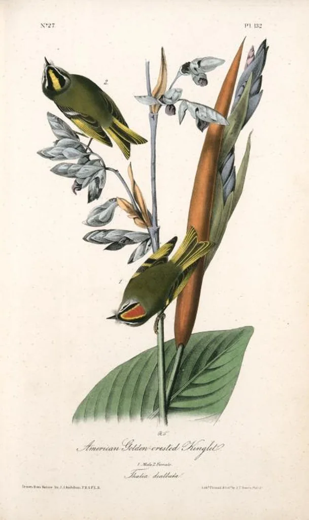 An illustration from The birds of America, from drawings made in the United States and their territories. By John James Audubon, 1840, leaf 133