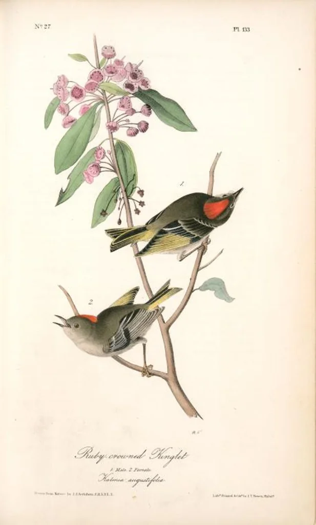 An illustration from The birds of America, from drawings made in the United States and their territories. By John James Audubon, 1840, leaf 134