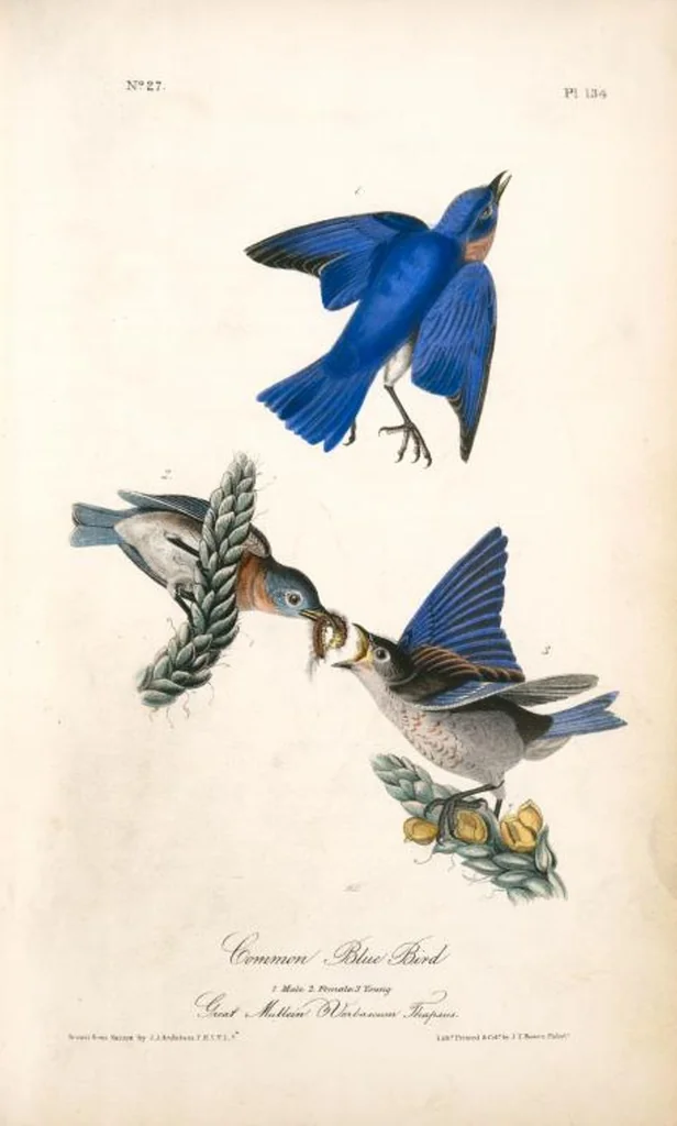 An illustration from The birds of America, from drawings made in the United States and their territories. By John James Audubon, 1840, leaf 135