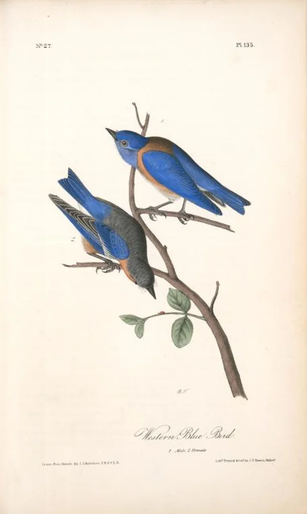 An illustration from The birds of America, from drawings made in the United States and their territories. By John James Audubon, 1840, leaf 136