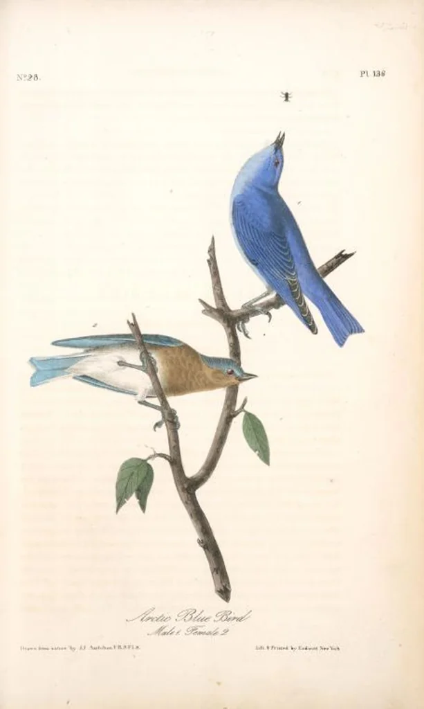 An illustration from The birds of America, from drawings made in the United States and their territories. By John James Audubon, 1840, leaf 137