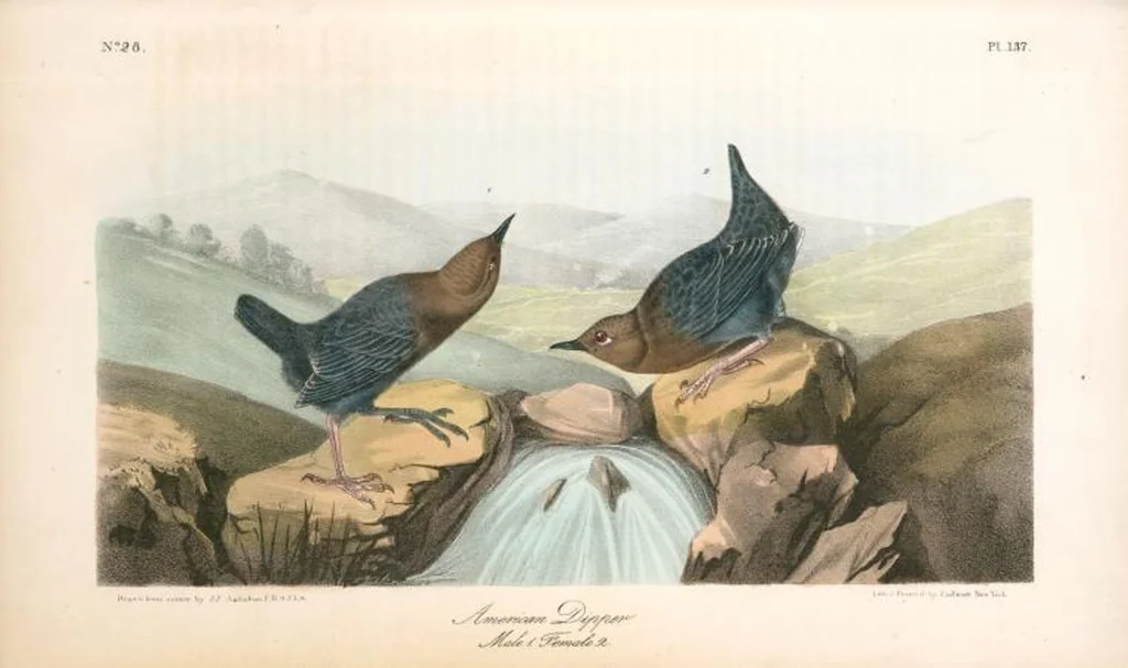 An illustration from The birds of America, from drawings made in the United States and their territories. By John James Audubon, 1840, leaf 138