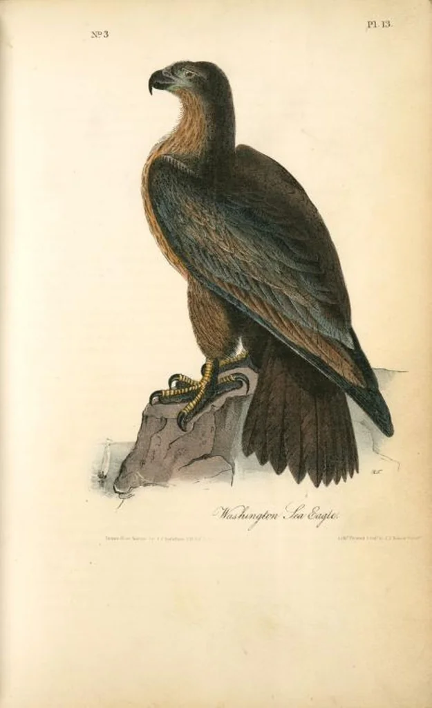 An illustration from The birds of America, from drawings made in the United States and their territories. By John James Audubon, 1840, leaf 14