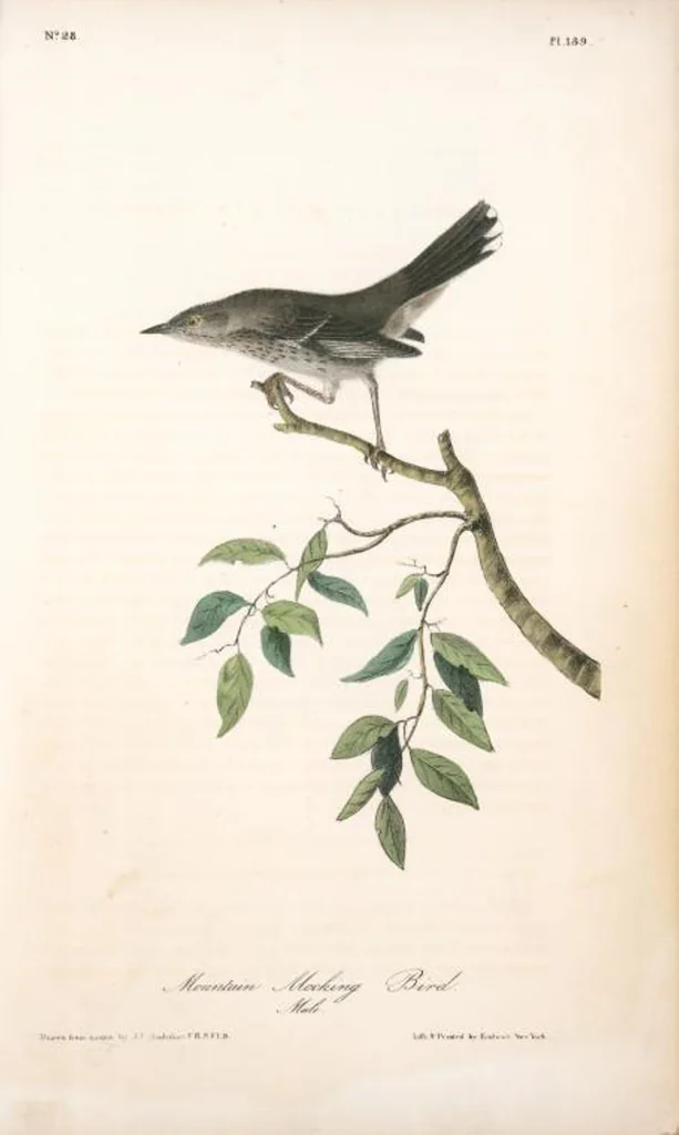 An illustration from The birds of America, from drawings made in the United States and their territories. By John James Audubon, 1840, leaf 140