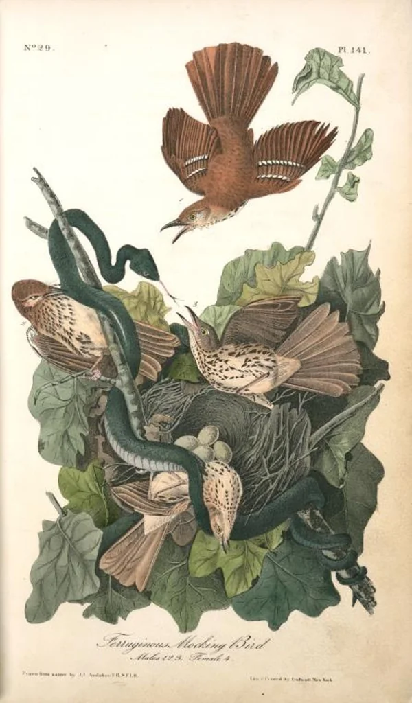 An illustration from The birds of America, from drawings made in the United States and their territories. By John James Audubon, 1840, leaf 143