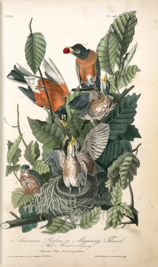 An illustration from The birds of America, from drawings made in the United States and their territories. By John James Audubon, 1840, leaf 144