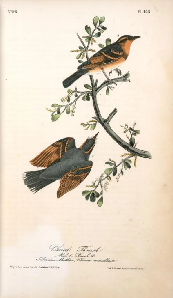 An illustration from The birds of America, from drawings made in the United States and their territories. By John James Audubon, 1840, leaf 145