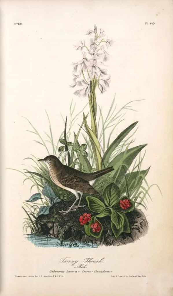 An illustration from The birds of America, from drawings made in the United States and their territories. By John James Audubon, 1840, leaf 147