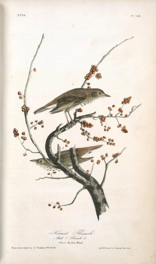 An illustration from The birds of America, from drawings made in the United States and their territories. By John James Audubon, 1840, leaf 148
