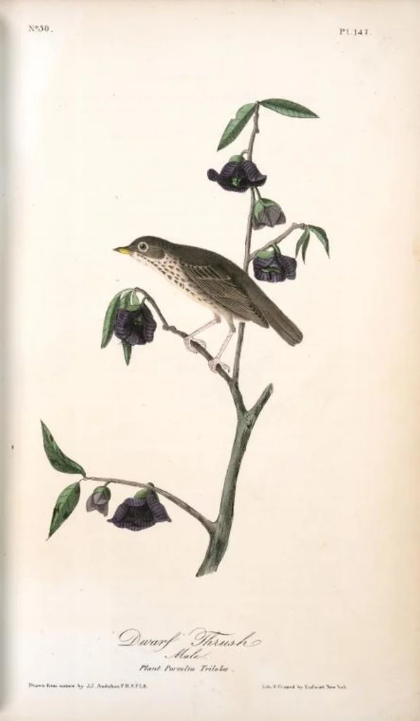 An illustration from The birds of America, from drawings made in the United States and their territories. By John James Audubon, 1840, leaf 149