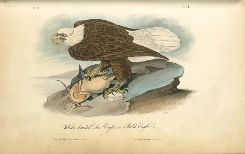 An illustration from The birds of America, from drawings made in the United States and their territories. By John James Audubon, 1840, leaf 15