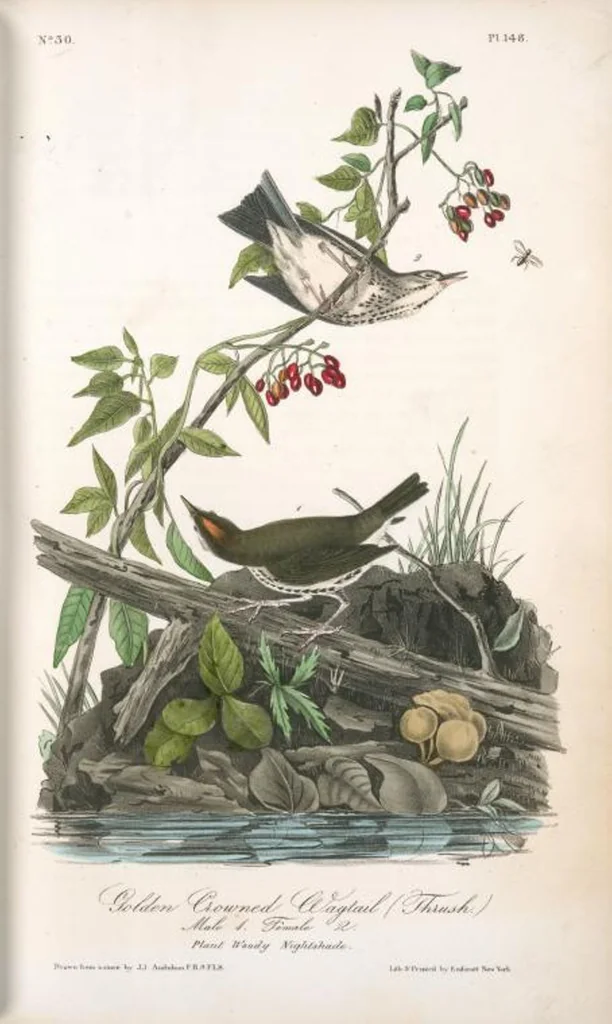 An illustration from The birds of America, from drawings made in the United States and their territories. By John James Audubon, 1840, leaf 150