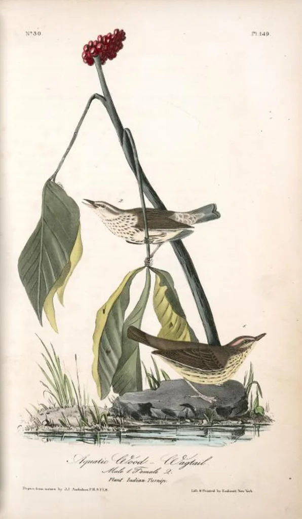 An illustration from The birds of America, from drawings made in the United States and their territories. By John James Audubon, 1840, leaf 151