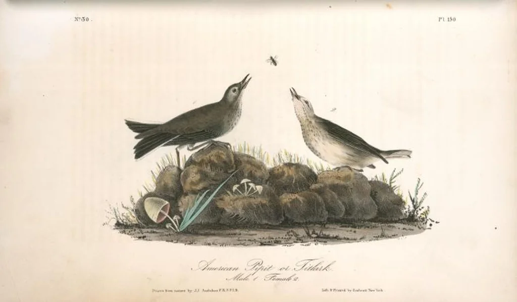 An illustration from The birds of America, from drawings made in the United States and their territories. By John James Audubon, 1840, leaf 152