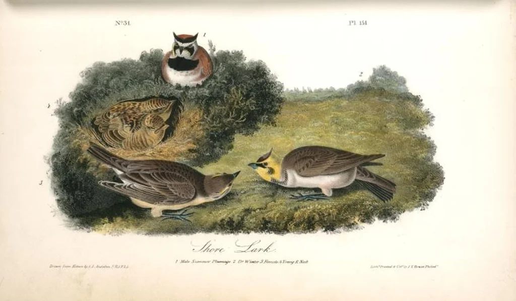 An illustration from The birds of America, from drawings made in the United States and their territories. By John James Audubon, 1840, leaf 153