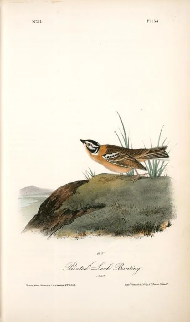 An illustration from The birds of America, from drawings made in the United States and their territories. By John James Audubon, 1840, leaf 155