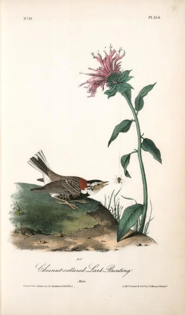 An illustration from The birds of America, from drawings made in the United States and their territories. By John James Audubon, 1840, leaf 156