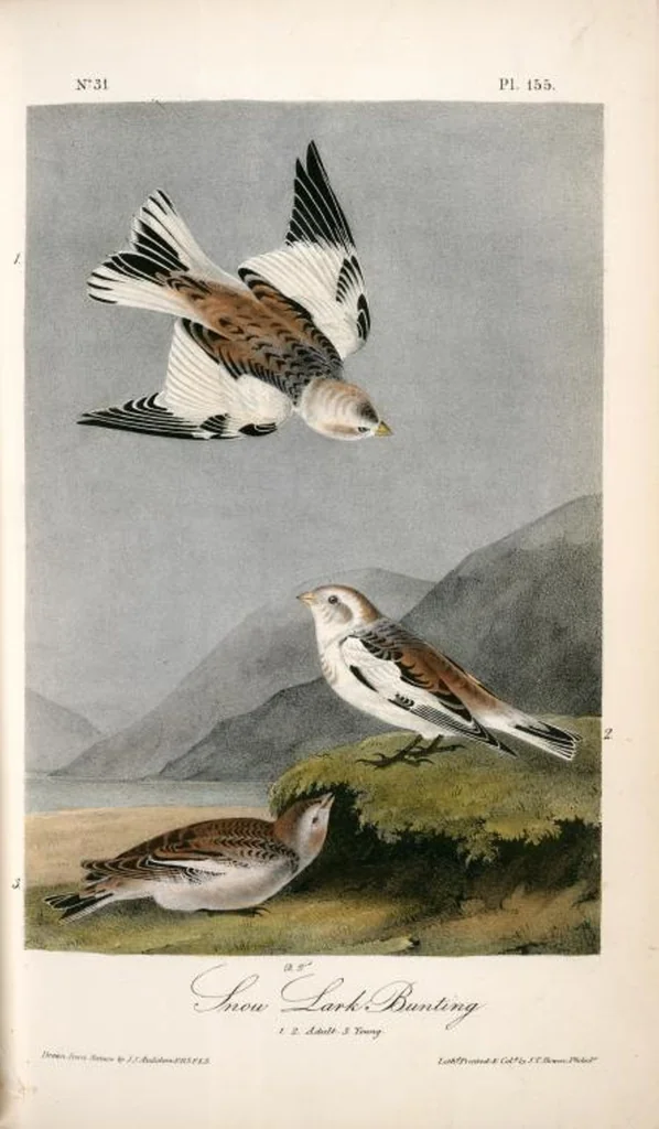 An illustration from The birds of America, from drawings made in the United States and their territories. By John James Audubon, 1840, leaf 157