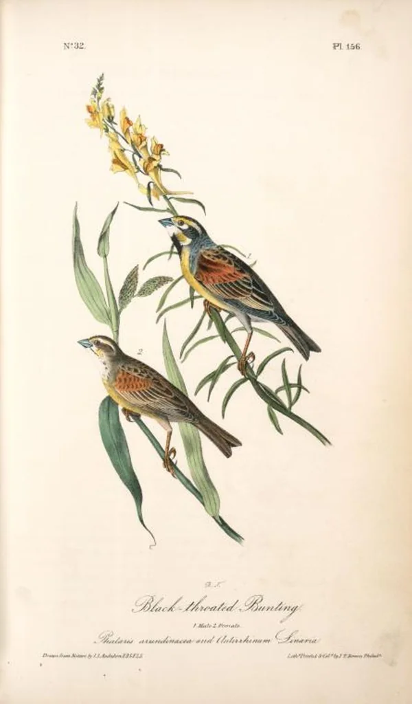 An illustration from The birds of America, from drawings made in the United States and their territories. By John James Audubon, 1840, leaf 158