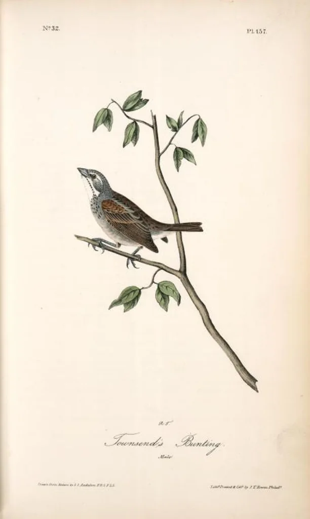 An illustration from The birds of America, from drawings made in the United States and their territories. By John James Audubon, 1840, leaf 159