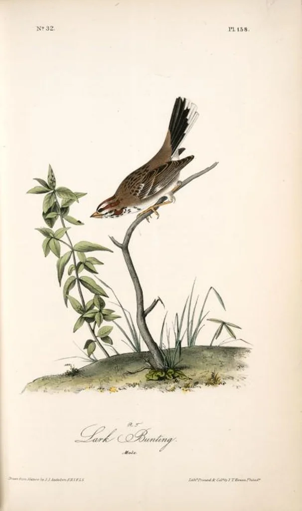 An illustration from The birds of America, from drawings made in the United States and their territories. By John James Audubon, 1840, leaf 160