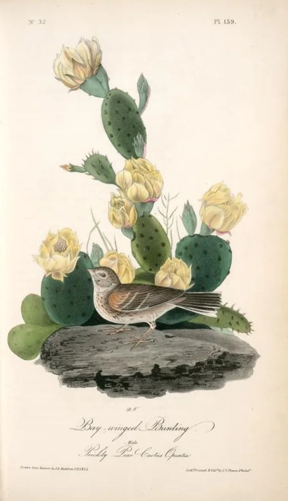 An illustration from The birds of America, from drawings made in the United States and their territories. By John James Audubon, 1840, leaf 161