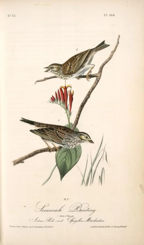 An illustration from The birds of America, from drawings made in the United States and their territories. By John James Audubon, 1840, leaf 162