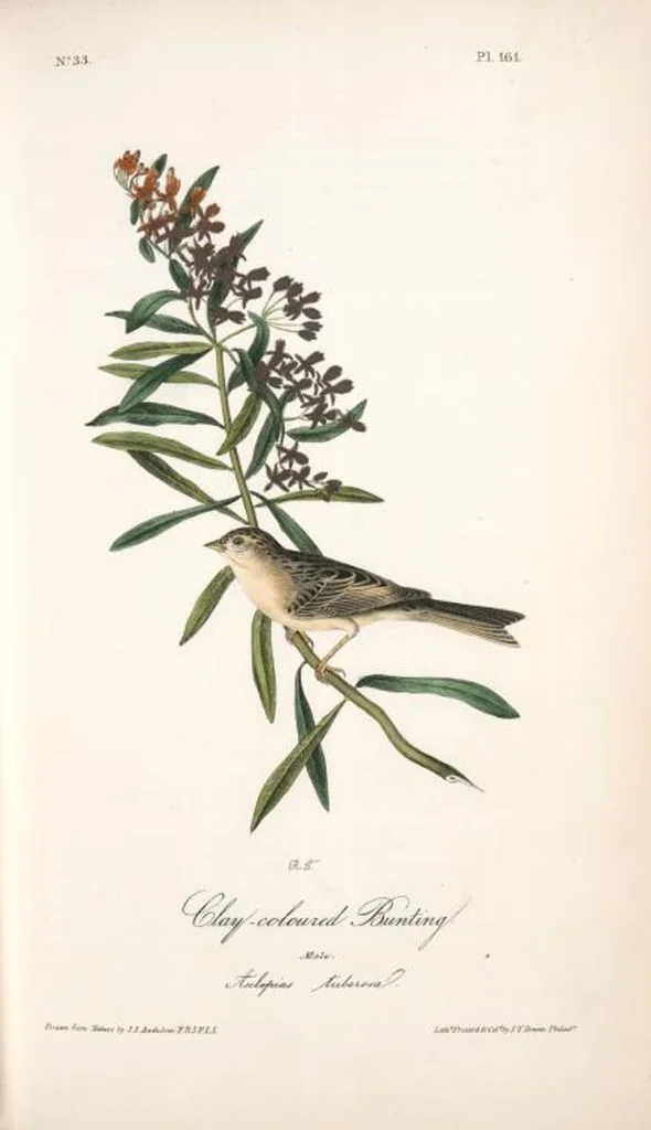 An illustration from The birds of America, from drawings made in the United States and their territories. By John James Audubon, 1840, leaf 163