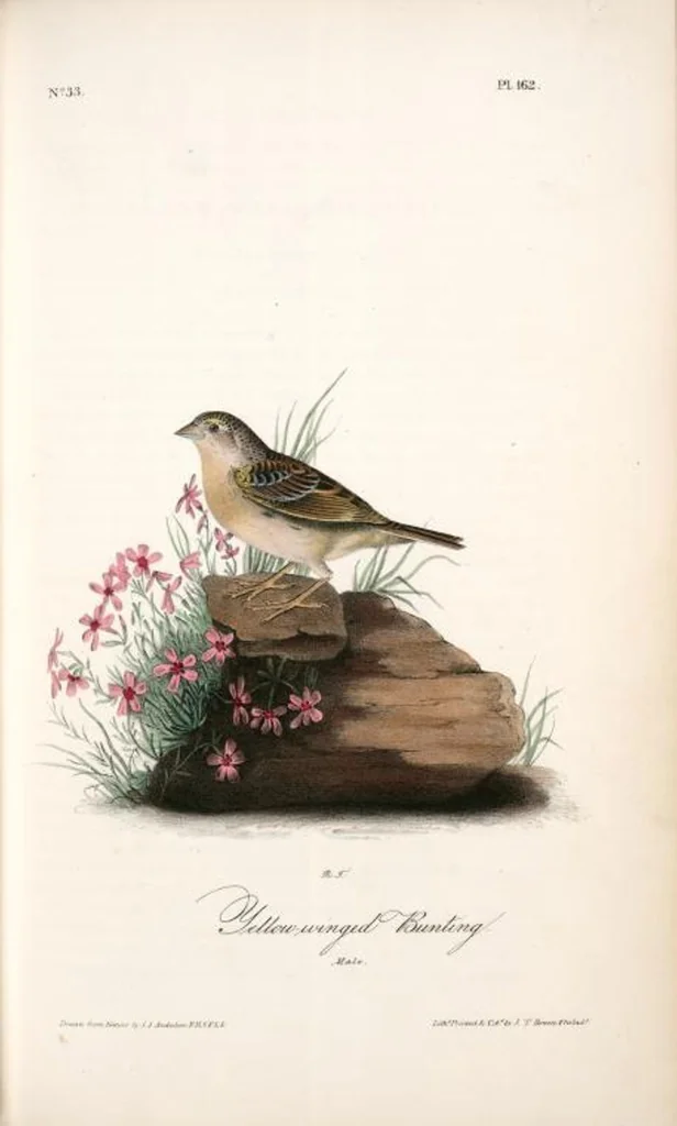 An illustration from The birds of America, from drawings made in the United States and their territories. By John James Audubon, 1840, leaf 164